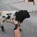 foto de Toro de la Nava